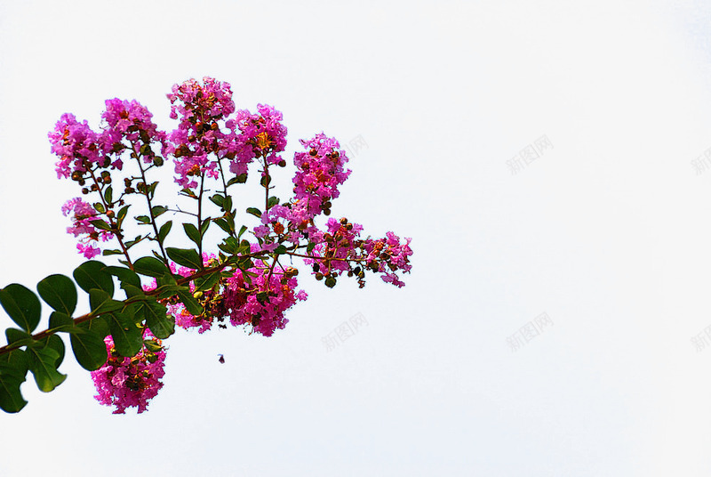 紫薇花开png免抠素材_新图网 https://ixintu.com 紫薇 紫薇花 红色花瓣 绿叶 花枝