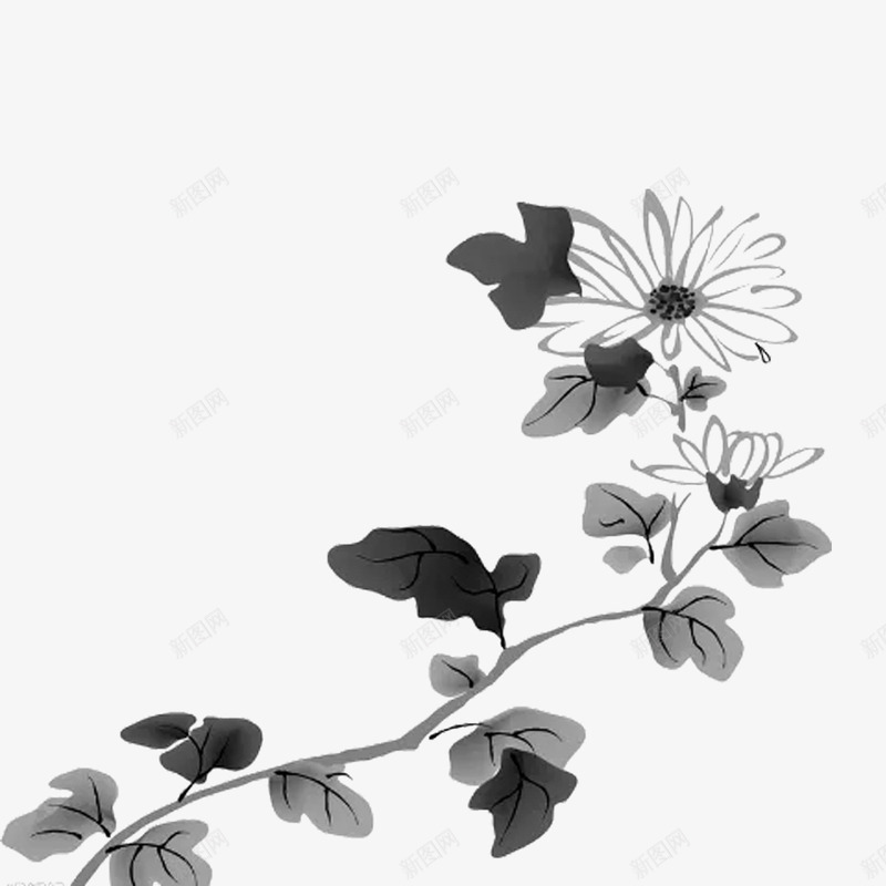 一枝菊花png免抠素材_新图网 https://ixintu.com 国画 枝干 水墨 水墨梅兰竹菊 花朵 菊花 菊花图案 表现技法 隐士 风骨 黑白