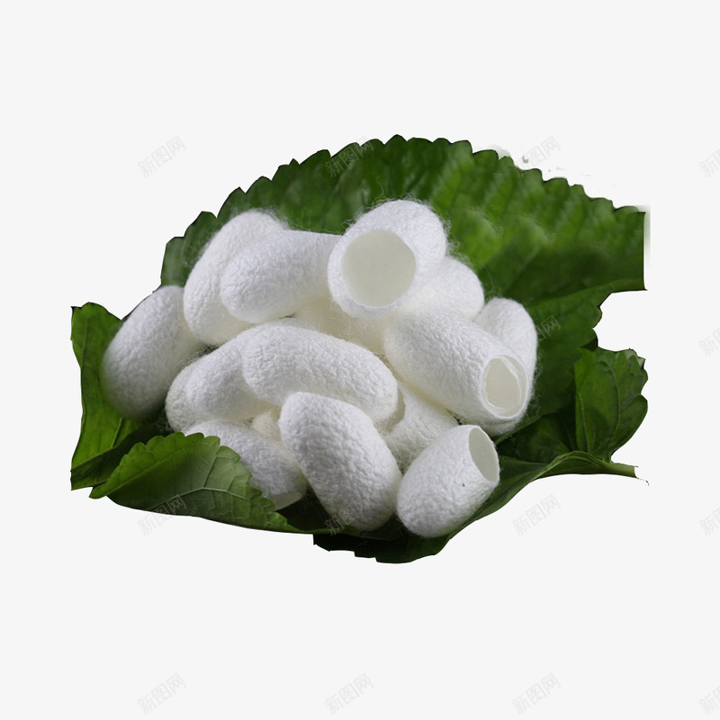 桑叶蚕丝球png免抠素材_新图网 https://ixintu.com 桑叶 桑叶蚕茧 白色蚕丝 胶原蛋白 蚕丝 蚕丝球 蚕茧