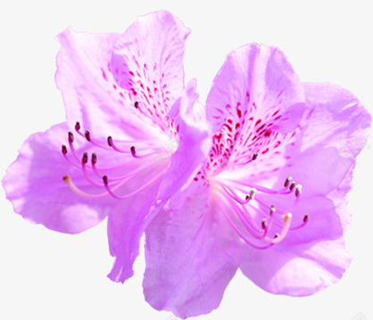 紫色唯美淡雅花朵png免抠素材_新图网 https://ixintu.com 淡雅 紫色 花朵 设计