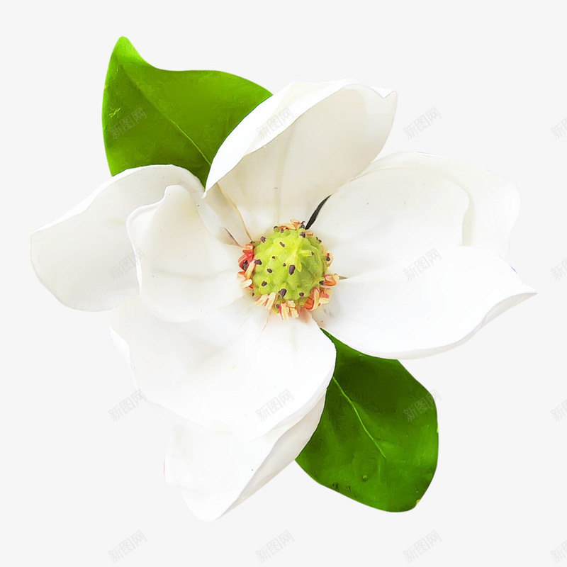 盛开的白色茉莉花海报背景png免抠素材_新图网 https://ixintu.com 海报 白色 盛开 背景 茉莉花