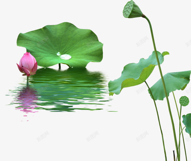 池塘里的荷花png免抠素材_新图网 https://ixintu.com 夏季的池塘 夏季荷花 未开的荷花 水塘 池塘 池塘荷花实景 荷花荷叶满池塘 红色 荷花