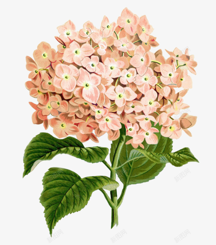 手绘植物粉色小碎花png免抠素材_新图网 https://ixintu.com 植物 清新 粉色 绿色叶子 花朵