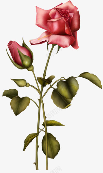 手绘鲜花卡通鲜花粉玫瑰png免抠素材_新图网 https://ixintu.com 唯美 唯美背景图片 手绘鲜花 玫瑰 粉玫瑰 花卉 花束图片 装饰