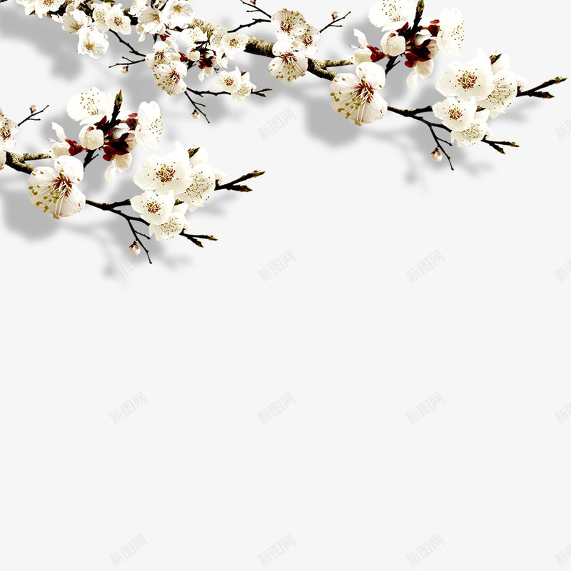 一枝梨花png免抠素材_新图网 https://ixintu.com 一枝花 七叶 梨花 花 装饰花素材