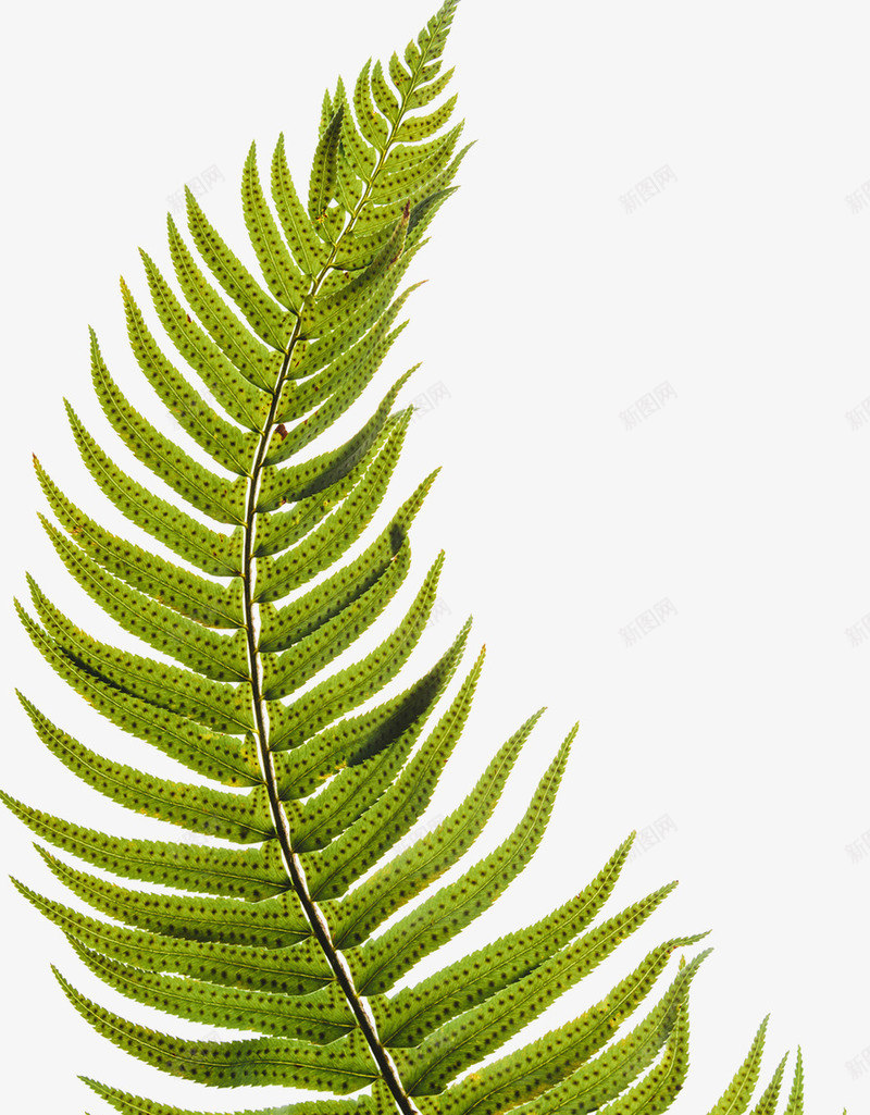 石杉属蕨类植物psd免抠素材_新图网 https://ixintu.com 孢子植物 石松亚门 绿色 蕨类