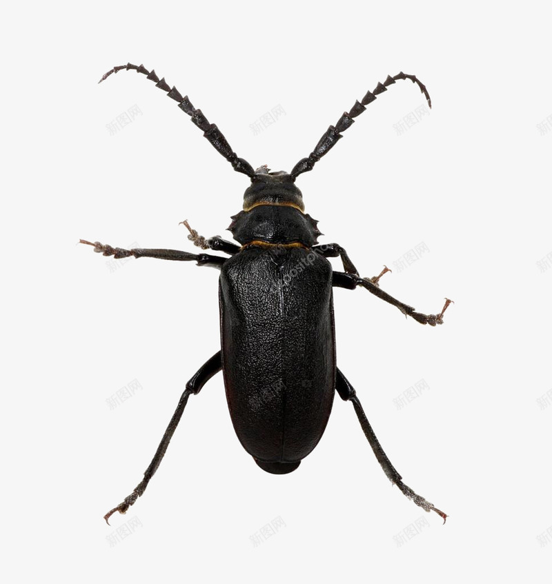 一只甲壳虫png免抠素材_新图网 https://ixintu.com 甲壳虫 甲虫 硬壳昆虫 虫 虫子