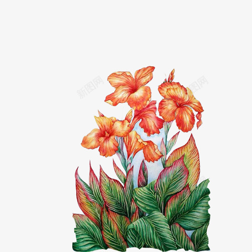 鸡冠花彩绘片psd免抠素材_新图网 https://ixintu.com 植物 火红色 绿色 花卉 鸡冠花