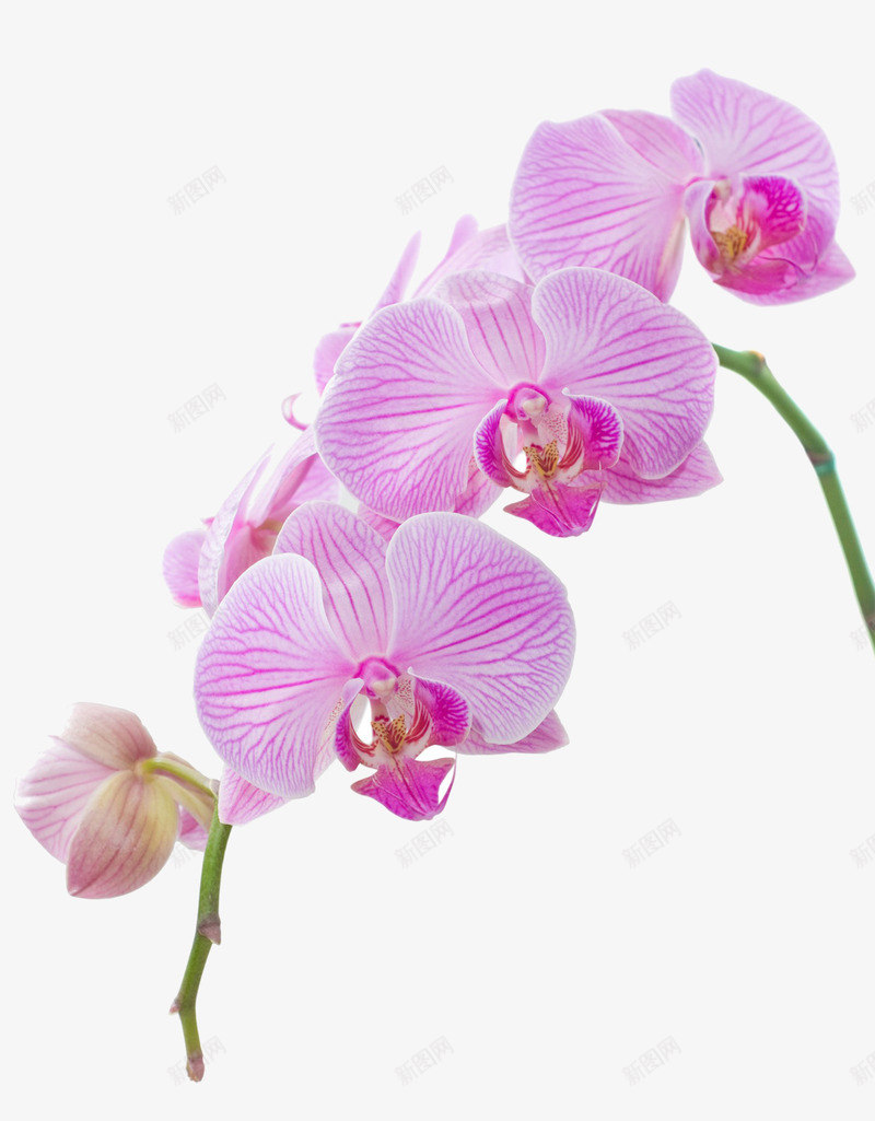 鲜花png免抠素材_新图网 https://ixintu.com 紫薇 紫薇花 红花 鲜花