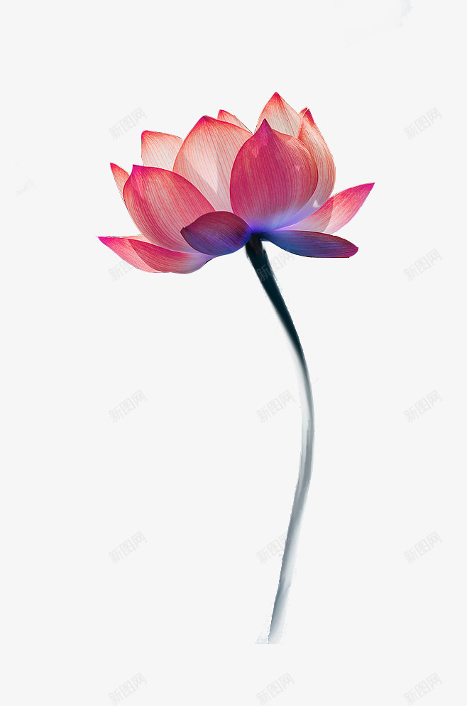 植物莲花渐变颜色花苞png免抠素材_新图网 https://ixintu.com 植物 渐变 花苞 莲花 颜色