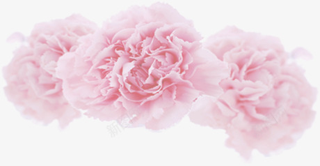 粉色淡雅花朵风景美景png免抠素材_新图网 https://ixintu.com 淡雅 粉色 美景 花朵 风景