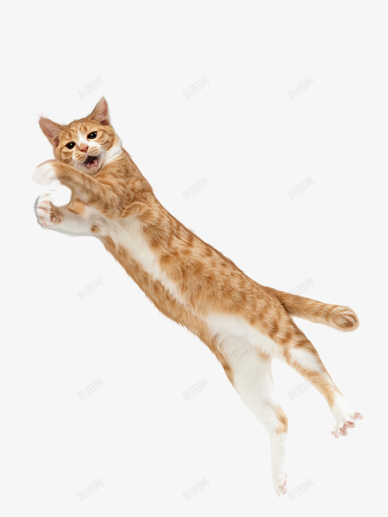 卡通手绘可爱的猫咪png免抠素材_新图网 https://ixintu.com 创意 动漫动画 卡通手绘 可爱的猫咪 扑跳 简约 跳舞猫咪
