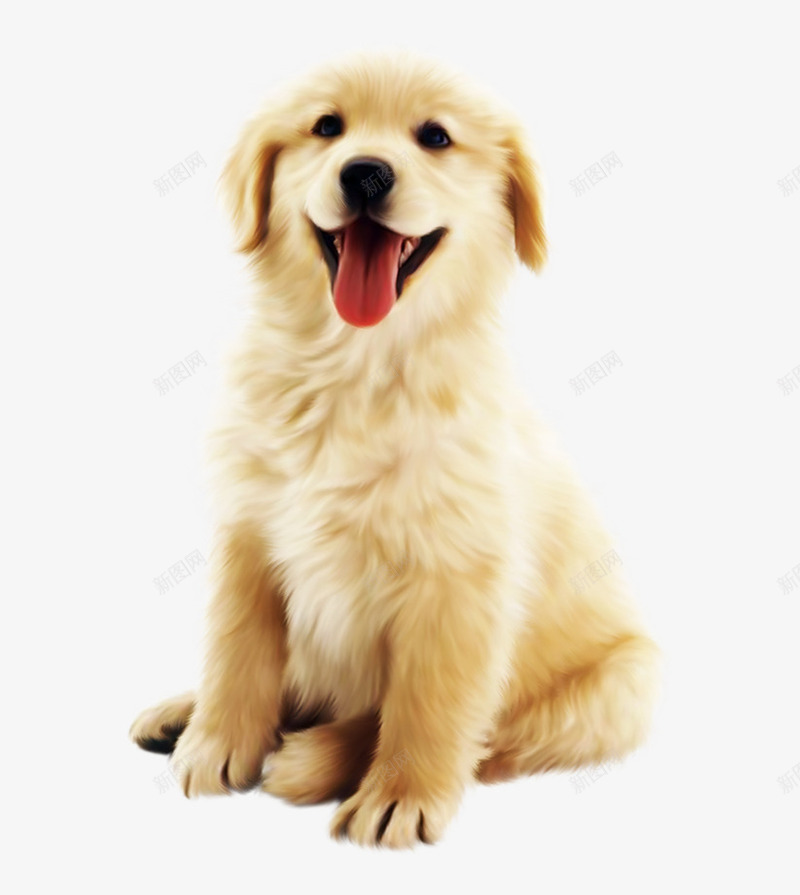 可爱金毛宠物犬png免抠素材_新图网 https://ixintu.com PNG 可爱 宠物 小狗 金毛 黄金猎犬