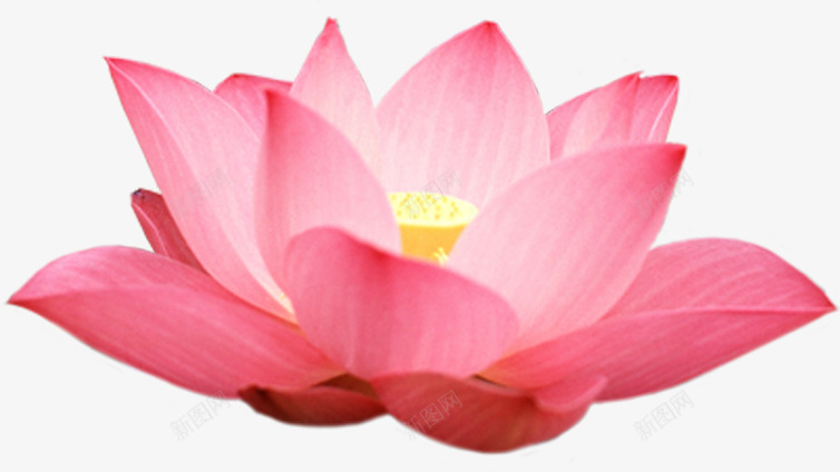 粉色荷花png免抠素材_新图网 https://ixintu.com 产品实物 唯美荷花 婚礼装饰 开花 浪漫荷花 盛开的荷花 粉色荷花 花开 花朵 花朵底纹 荷花