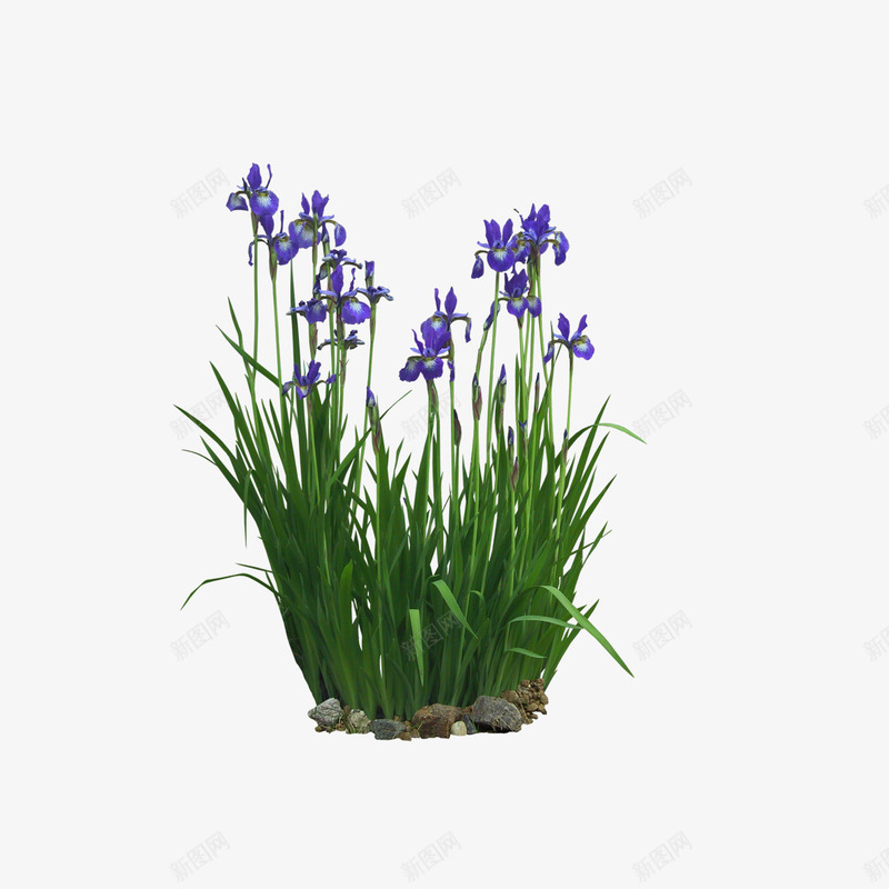 绿色植物psd免抠素材_新图网 https://ixintu.com 园林 绿化装饰 绿叶 绿色植物 花丛 花草