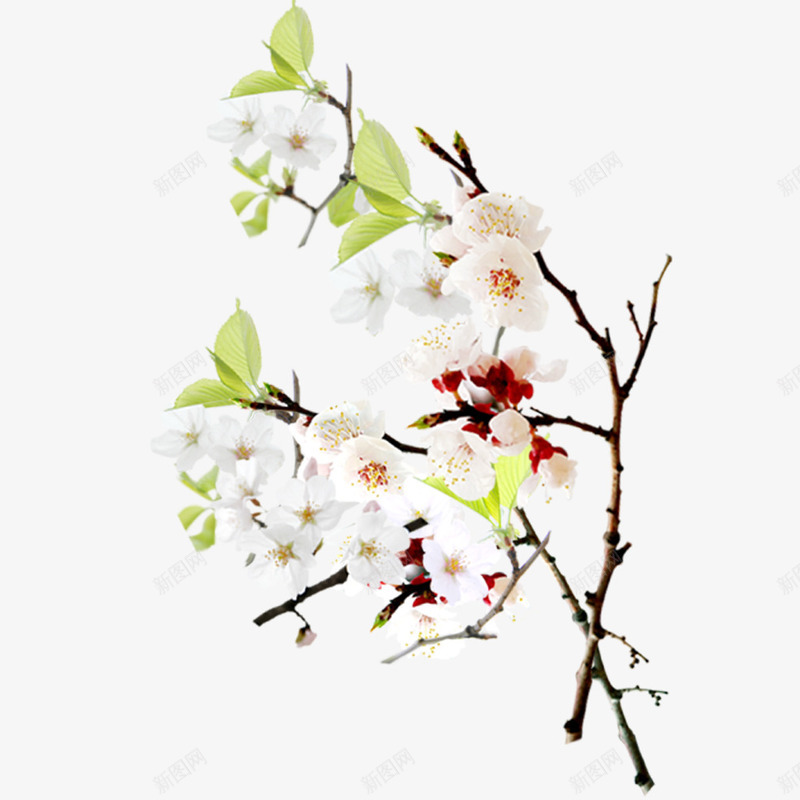 梨花png免抠素材_新图网 https://ixintu.com 梅花 梨花 樱花
