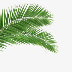 椰子树叶植物绿色素材
