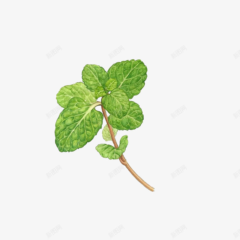 手绘薄荷png免抠素材_新图网 https://ixintu.com 手绘中药材 手绘薄荷 绿色植物 草本药材