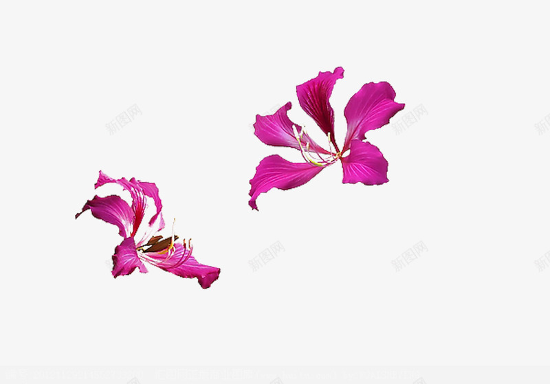 两朵紫荆花png免抠素材_新图网 https://ixintu.com 宫粉紫荆 紫色花儿 紫荆花 花卉 花朵 鲜花