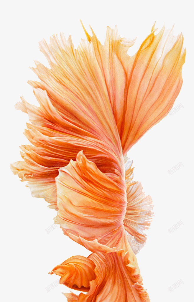 花卉png免抠素材_新图网 https://ixintu.com 纹理 花瓣 黄色