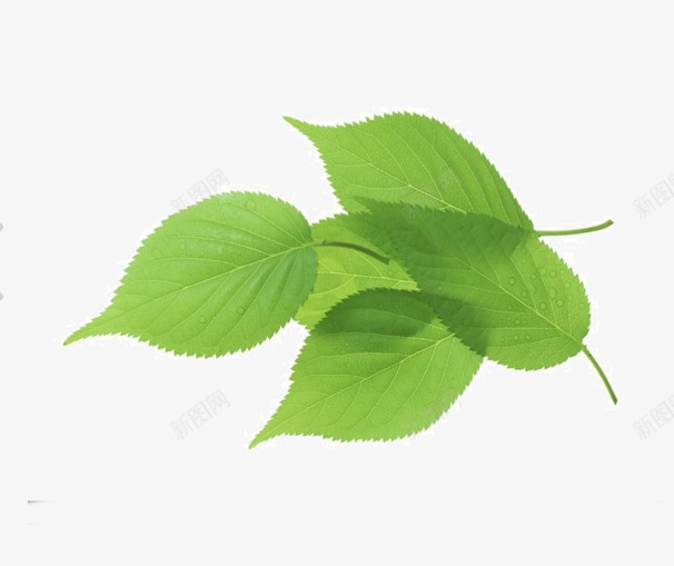 椭圆形叶子png免抠素材_新图网 https://ixintu.com 层叠 树叶 清新 绿色 薄荷 装饰