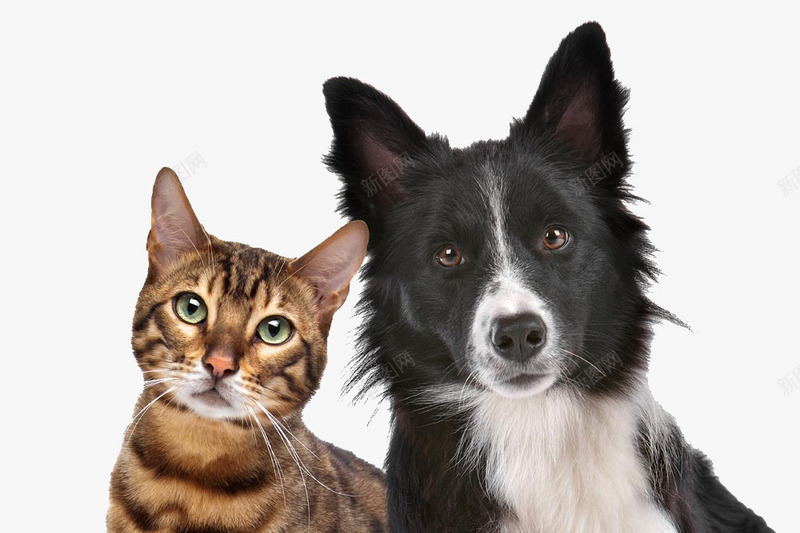 黑狗和小猫png免抠素材_新图网 https://ixintu.com 动物 可爱猫 宠物猫 狗 黑狗 黑狗和小猫图片