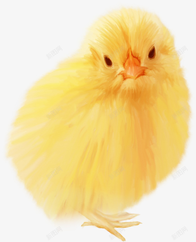温顺的小鸡png免抠素材_新图网 https://ixintu.com 可爱 小鸡 鸡毛 黄色