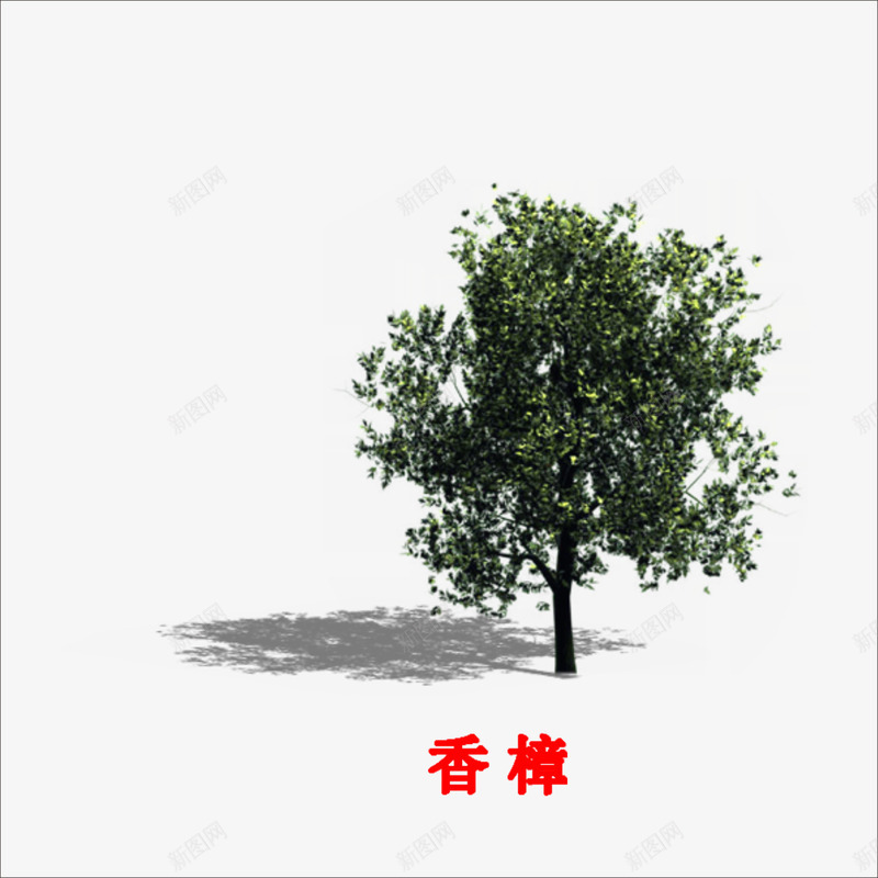 香樟png免抠素材_新图网 https://ixintu.com 大树 樟树皮油 香樟树