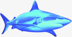 鲨鱼之新品促销海报素材