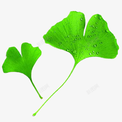 杏叶植物png免抠素材_新图网 https://ixintu.com 叶子 杏叶 杏叶植物 树叶 生物世界 绿叶 绿色