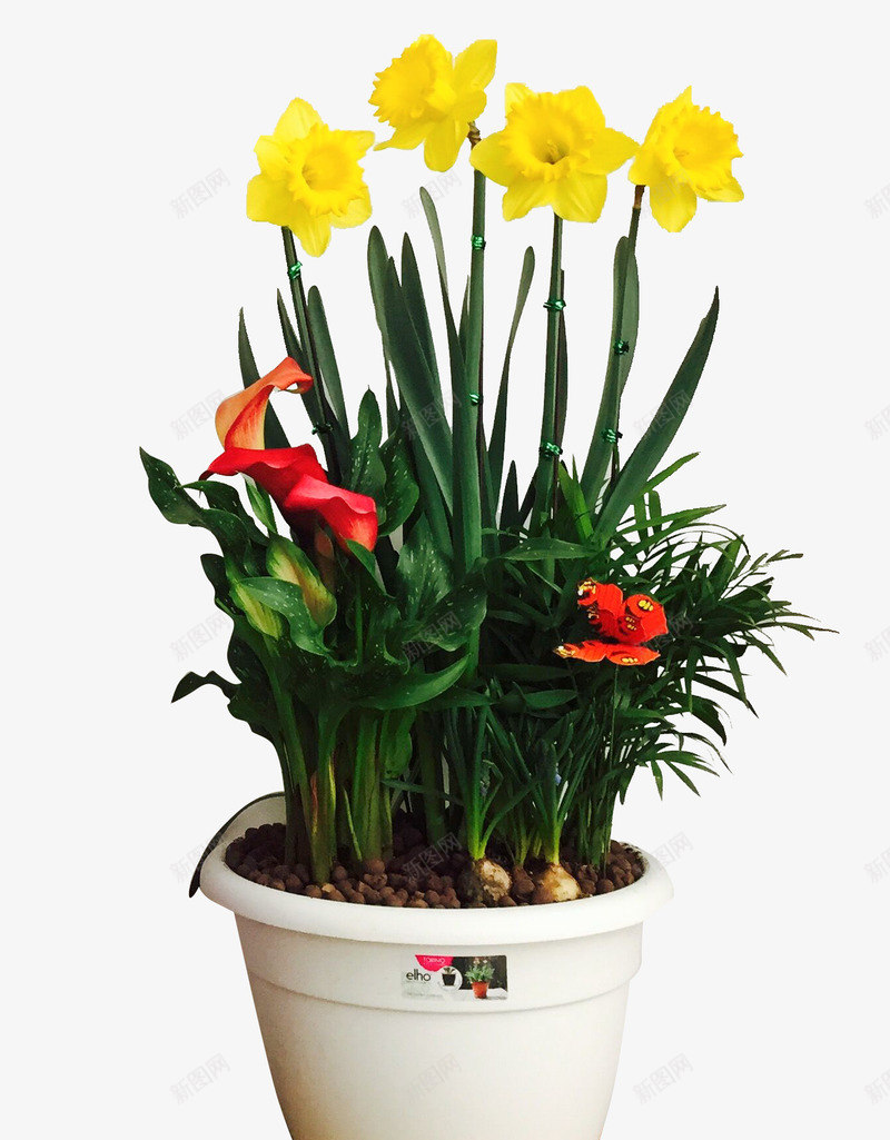 一盆鲜艳的年宵花png免抠素材_新图网 https://ixintu.com 年宵花 植物 盆栽 绿植 花卉 花朵 花盆 黄色花朵