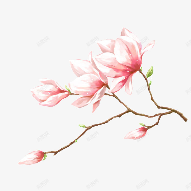 精致工笔梅花png免抠素材_新图网 https://ixintu.com 中国工笔画 书画家 小清新 工笔梅花 手绘画 精致 装饰