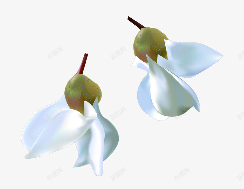 两朵白色洋槐花png免抠素材_新图网 https://ixintu.com 洋槐花 白色 美丽 装饰