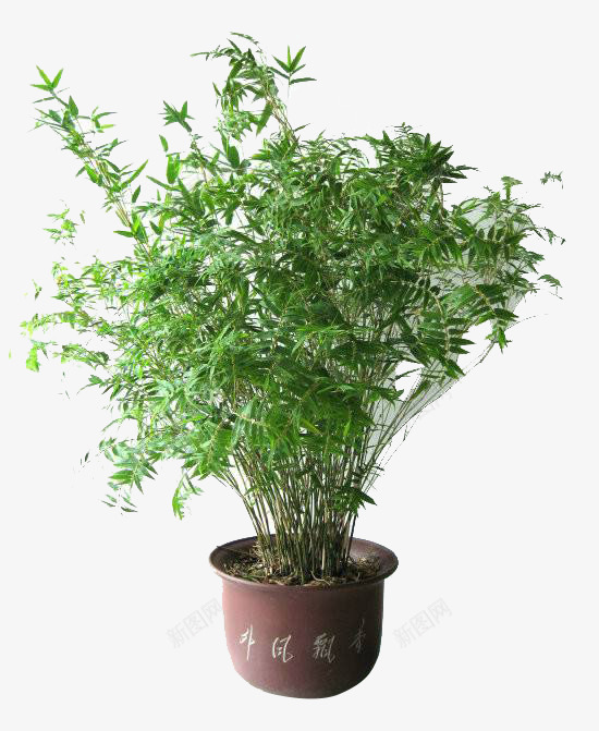 净化空气的植物png免抠素材_新图网 https://ixintu.com 凤尾竹 室内种植 盆景 绿色植物 茂盛 观赏