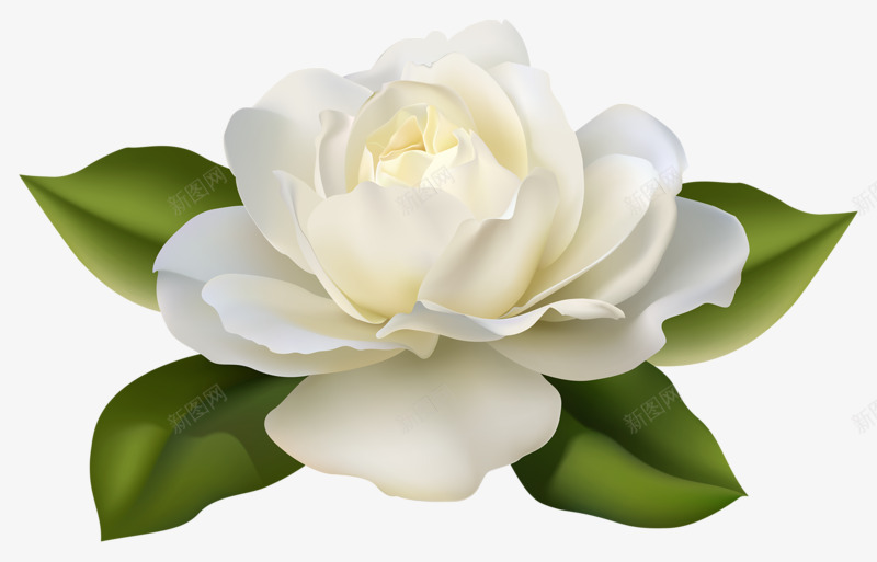 浅黄色月季花png免抠素材_新图网 https://ixintu.com 手绘 月季花 浅黄色 淡雅 鲜花