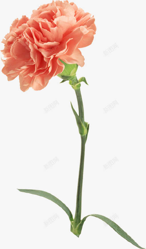 黄色水彩淡雅花朵节日母亲节png免抠素材_新图网 https://ixintu.com 母亲节 水彩 淡雅 节日 花朵 黄色
