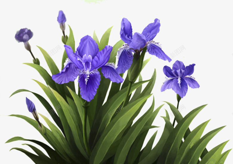 小清新鸢尾草系列png免抠素材_新图网 https://ixintu.com 免抠植物 小清新 水生植物 淡雅 紫色系 鸢尾草