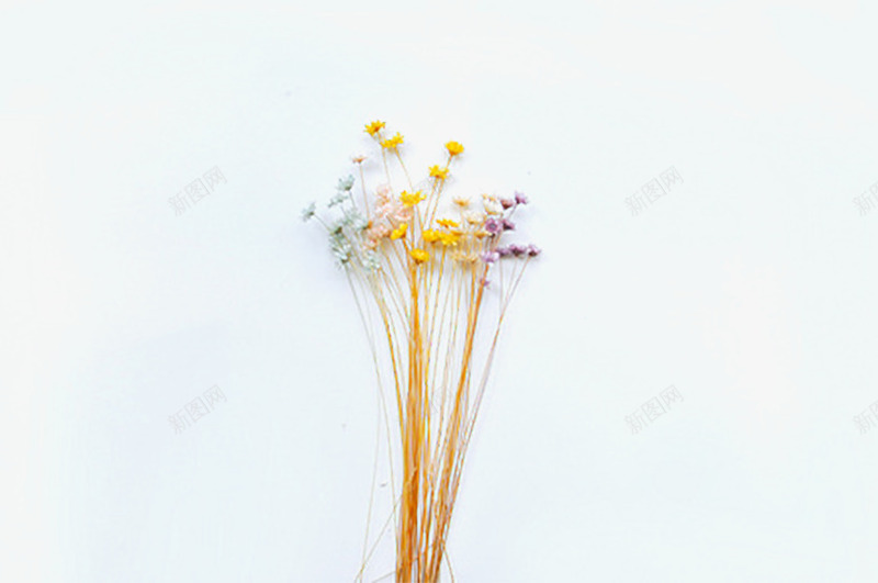 干花背景png免抠素材_新图网 https://ixintu.com 创意素材 小清新 干花 简单素材