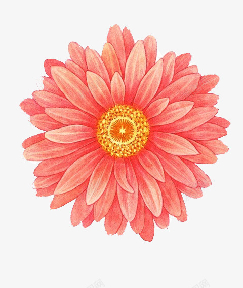 手绘花儿png免抠素材_新图网 https://ixintu.com 水彩画 粉色的花 花儿 花朵