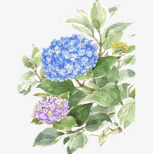 手绘手捧花png免抠素材_新图网 https://ixintu.com 婚庆花艺 手绘绣球花朵 新娘手捧花 绘画写生 装饰花朵