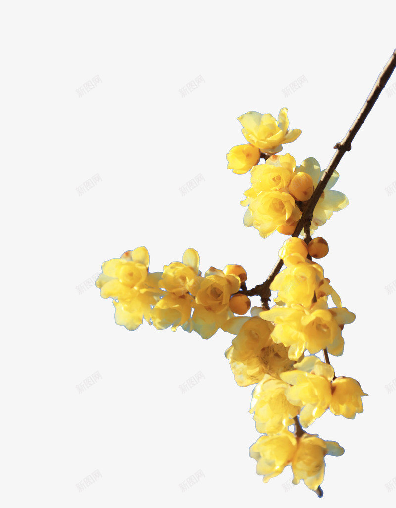 手绘花卉花枝png免抠素材_新图网 https://ixintu.com 枝桠 树枝 梅花 腊梅 花卉 花朵 花枝 黄梅 黄色 黄色腊梅