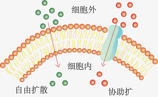 自由扩散与协助扩散示意图png免抠素材_新图网 https://ixintu.com 教学 生物 示意图 自由扩散与协助扩散
