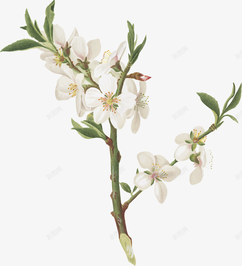 精美的白色花朵树枝矢量图ai免抠素材_新图网 https://ixintu.com 小白花 树枝 白色花朵 白花树枝 矢量png 美丽白花 矢量图
