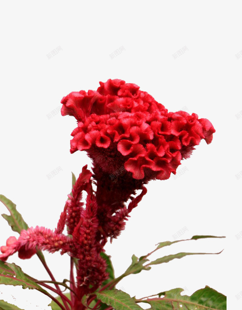 鸡冠花花朵png免抠素材_新图网 https://ixintu.com 红色 红色的花 花卉 鸡冠花 鸡冠花实物 鸡冠花植物