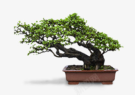 唯美精致抗辐射保盆景png免抠素材_新图网 https://ixintu.com 唯美 盆景 精致