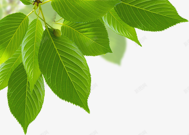 绿色清爽树叶风景春天png免抠素材_新图网 https://ixintu.com 春天 树叶 清爽 绿色 风景