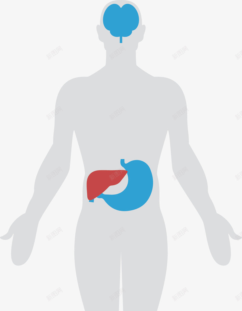 人体结构图png免抠素材_新图网 https://ixintu.com 人体 生物医药 结构图