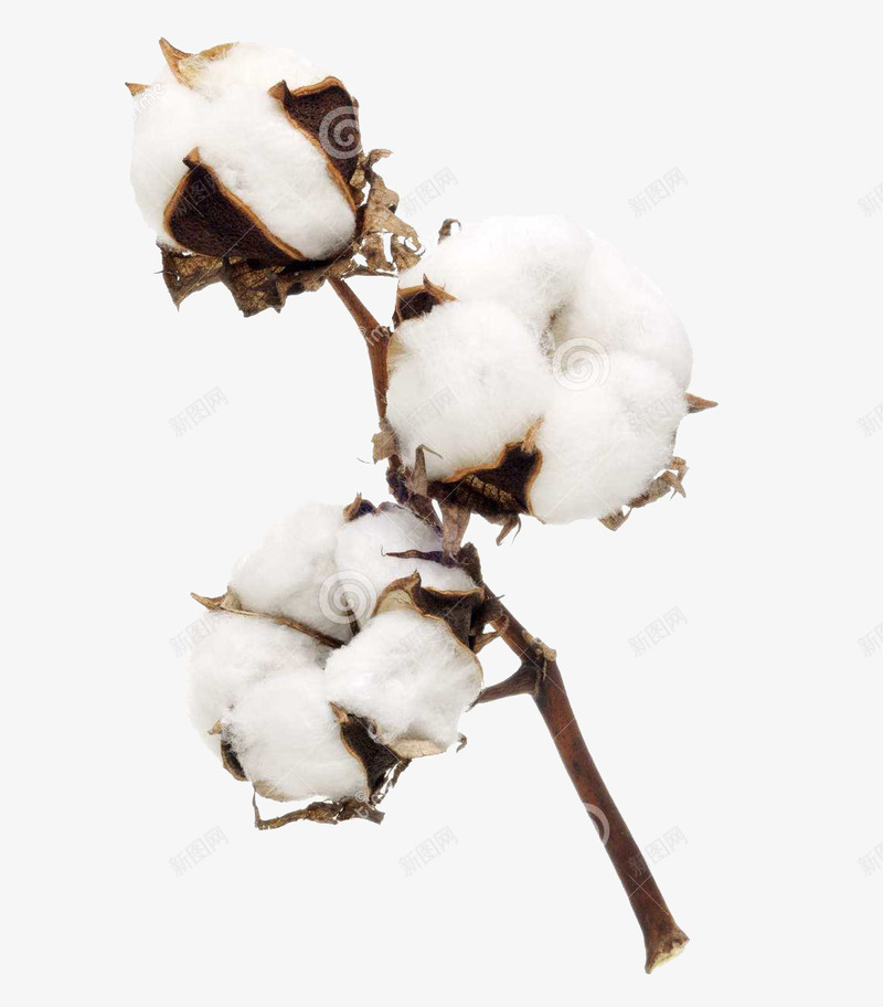 一枝精梳棉棉花png免抠素材_新图网 https://ixintu.com 一枝 棉花 植物 精梳棉 精梳棉棉花