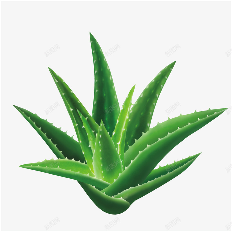 芦荟png免抠素材_新图网 https://ixintu.com 中药芦荟 植物摄影 清晰芦荟 立体芦荟