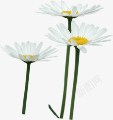 春季白色花海装饰png免抠素材_新图网 https://ixintu.com 春季 白色 花海 装饰
